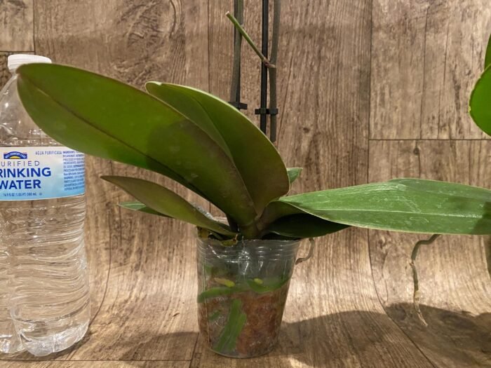 Double Spikes Phalaenopsis Dtps. Romance Valentine (3.5" pot) - Image 8