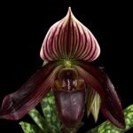 Double Spikes - Paph. Avenue Azhar x QF Voodoo (3.5” pot)