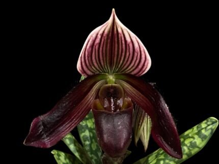 Double Spikes - Paph. Avenue Azhar x QF Voodoo (3.5” pot)