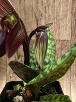 Double Spikes - Paph. Avenue Azhar x QF Voodoo (3.5” pot) - Image 5