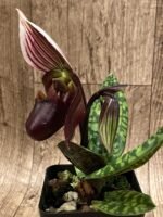 Double Spikes - Paph. Avenue Azhar x QF Voodoo (3.5” pot) - Image 4