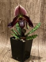Double Spikes - Paph. Avenue Azhar x QF Voodoo (3.5” pot) - Image 6