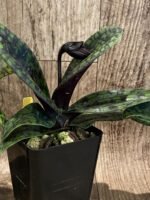 In Spike/ Bud Paphiopedilum QF Space Walk (QF Voodoo × Avenue Azhar) (3.5” pot) - Image 5