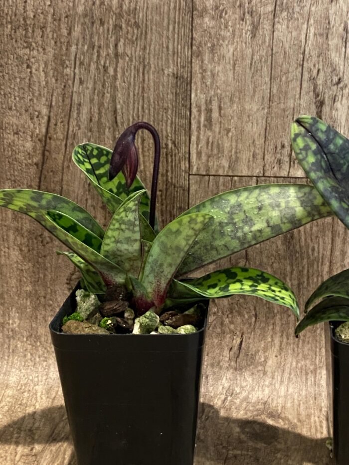 In Spike/ Bud Paphiopedilum QF Space Walk (QF Voodoo × Avenue Azhar) (3.5” pot) - Image 4