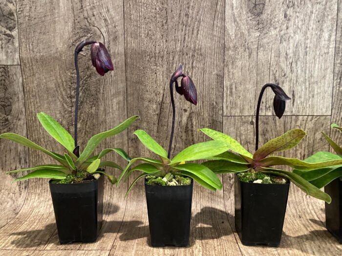 In Spike Paphiopedilum QF Ka'ehukai x fairrieanum (2” pot) - Image 5