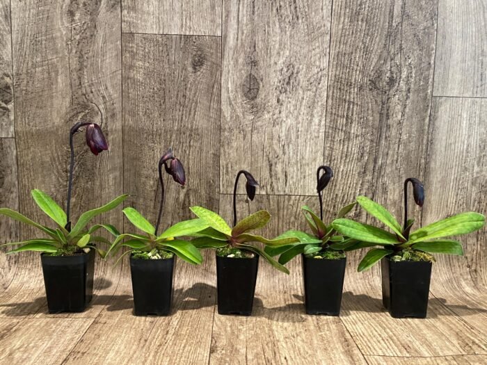 In Spike Paphiopedilum QF Ka'ehukai x fairrieanum (2” pot) - Image 3