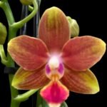 Double Spikes Phalaenopsis I-Hsin Golden Tangerine Ice "Dark Orange" (3.5" pot)