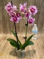 Double Spikes Phalaenopsis Formosa Cranberry ’Wilson’ (3" pot) - Image 5