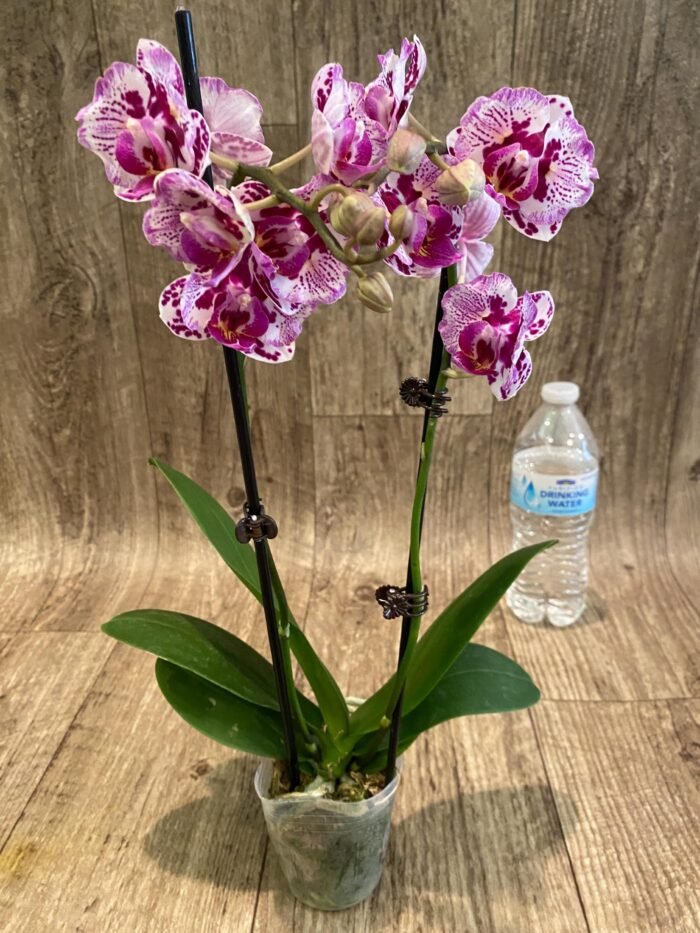 Double Spikes Phalaenopsis Formosa Cranberry ’Wilson’ (3" pot) - Image 5