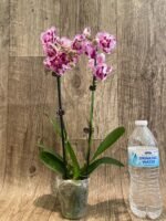 Double Spikes Phalaenopsis Formosa Cranberry ’Wilson’ (3" pot) - Image 7
