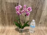 Double Spikes Phalaenopsis Formosa Cranberry ’Wilson’ (3" pot) - Image 8
