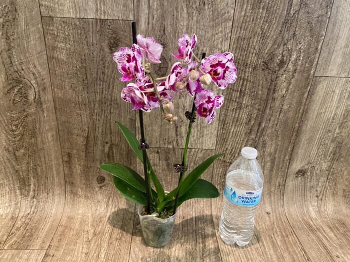 Double Spikes Phalaenopsis Formosa Cranberry ’Wilson’ (3" pot) - Image 8