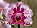 Double Spikes Phalaenopsis Formosa Cranberry ’Wilson’ (3" pot) - Image 4