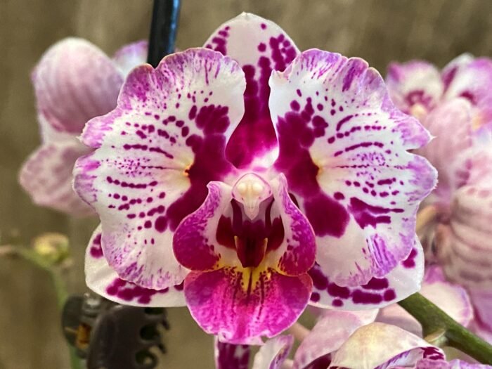 Double Spikes Phalaenopsis Formosa Cranberry ’Wilson’ (3" pot) - Image 3