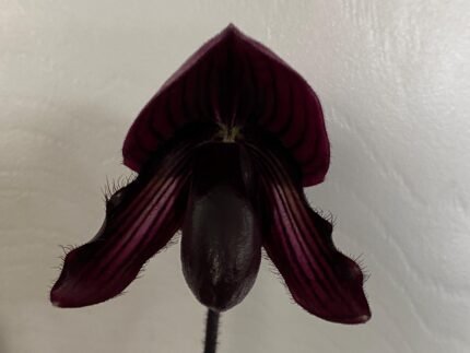 In Spike Paphiopedilum QF Ka'ehukai x fairrieanum (2” pot)