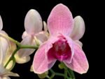 Double Spike Phalaenopsis I-Hsin Phoenix Jewelry Peloric (4.5" pot)