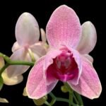 Double Spike Phalaenopsis I-Hsin Phoenix Jewelry Peloric (4.5" pot)