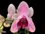 Double Spike Phalaenopsis I-Hsin Phoenix Jewelry Peloric (4.5" pot) - Image 2