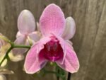 Double Spike Phalaenopsis I-Hsin Phoenix Jewelry Peloric (4.5" pot) - Image 3