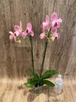 Double Spike Phalaenopsis I-Hsin Phoenix Jewelry Peloric (4.5" pot) - Image 8