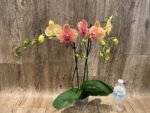 Double Spike Phalaenopsis I-Hsin Orange Pie (4.5" pot) - Image 7