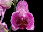 Double Spike Phalaenopsis I-Hsin Spider-Man Peloric (4.5" pot) - Image 2