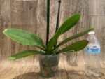 Double Spike Phalaenopsis I-Hsin Spider-Man Peloric (4.5" pot) - Image 8