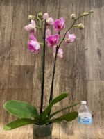 Double Spike Phalaenopsis I-Hsin Spider-Man Peloric (4.5" pot) - Image 7