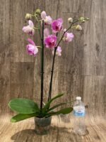 Double Spike Phalaenopsis I-Hsin Spider-Man Peloric (4.5" pot) - Image 6