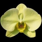 Phalaenopsis Golden Apollon (4" pot)