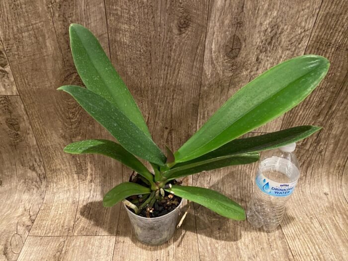 Phalaenopsis Golden Apollon (4" pot) - Image 2
