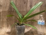 Phalaenopsis Golden Apollon (4" pot) - Image 4