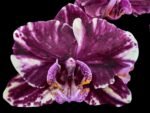 Phalaenopsis Novelty NOID (4" pot)