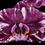 Phalaenopsis Novelty NOID (4" pot)