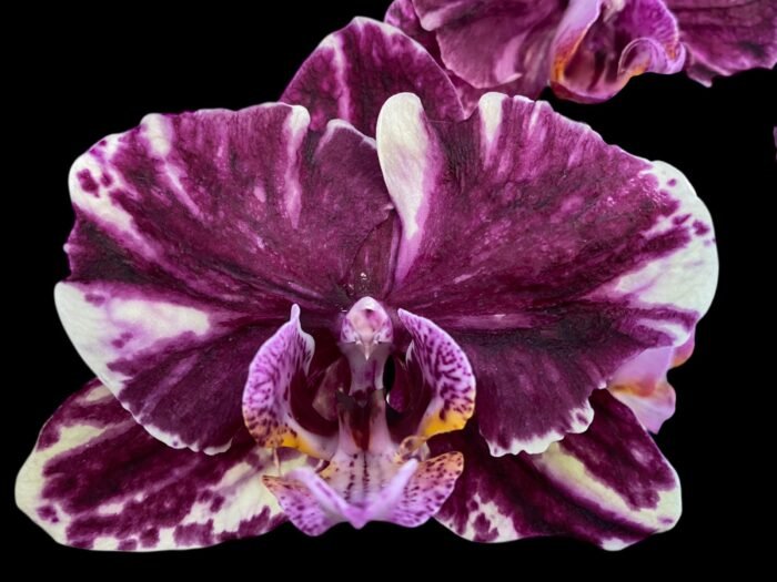 Phalaenopsis Novelty NOID (4" pot) - Image 1