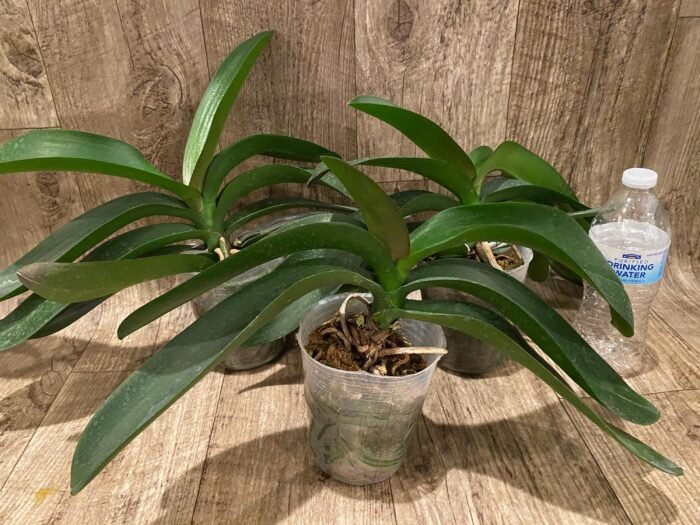 Phalaenopsis Novelty NOID (4" pot) - Image 5