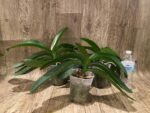 Phalaenopsis Novelty NOID (4" pot) - Image 6