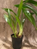 Grammatocymbidium Memoria Nathan Newman (4” Pot) - Image 7