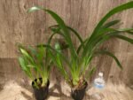 Grammatocymbidium Memoria Nathan Newman (4” Pot) - Image 6
