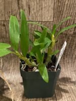 Dendrobbium secundum var. alba (3” pot) - Image 4