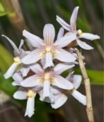 Dendrobium calcariferum (3” pot) - Image 2