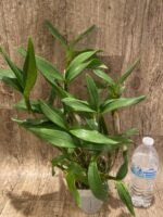 Dendrobium Silver Wings x Den. Spectabile (4” pot) - Image 2