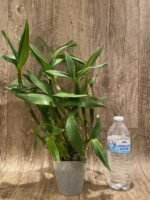 Dendrobium Silver Wings x Den. Spectabile (4” pot) - Image 4