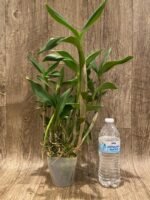 Dendrobium Silver Wings x Den. Spectabile (4” pot) - Image 6