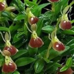 Epidendrum porpax (3.5” basket)