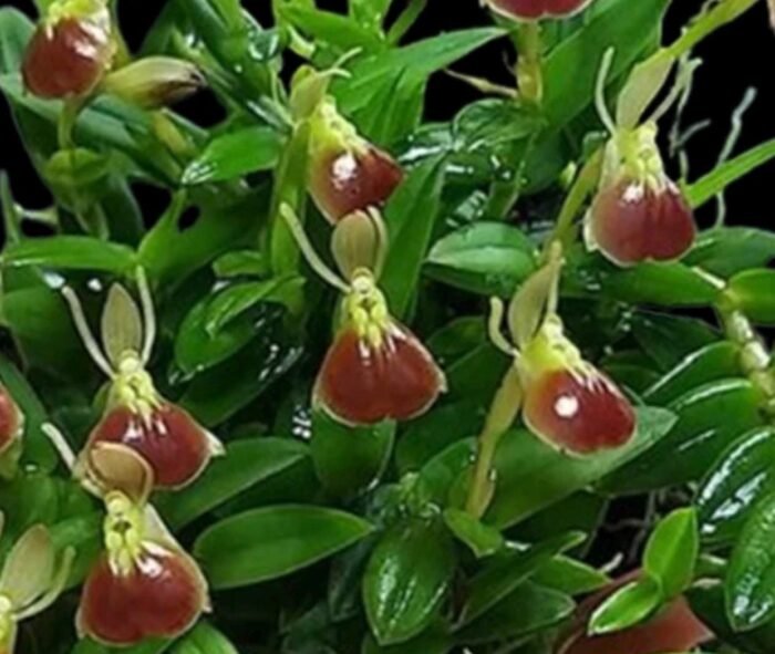 Epidendrum porpax (3.5” basket) - Image 1