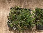 Epidendrum porpax (3.5” basket) - Image 4
