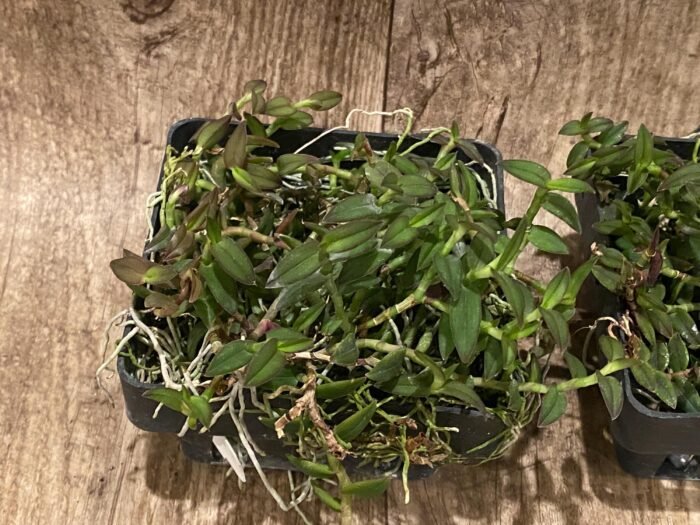 Epidendrum porpax (3.5” basket) - Image 4