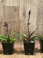 In Spike - Paphiopedilum QF Wainani x Lorraine Pride (3.5” pot) - Image 5