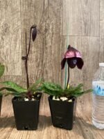 In Spike - Paphiopedilum QF Wainani x Lorraine Pride (3.5” pot) - Image 6